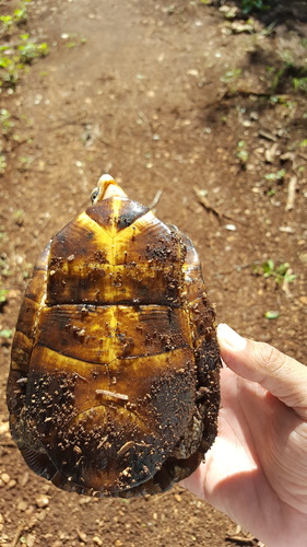 Yucatán Box Turtle