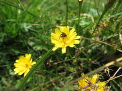 Helina cinerella