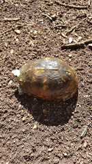 Terrapene carolina yucatana