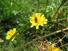 Helina cinerella