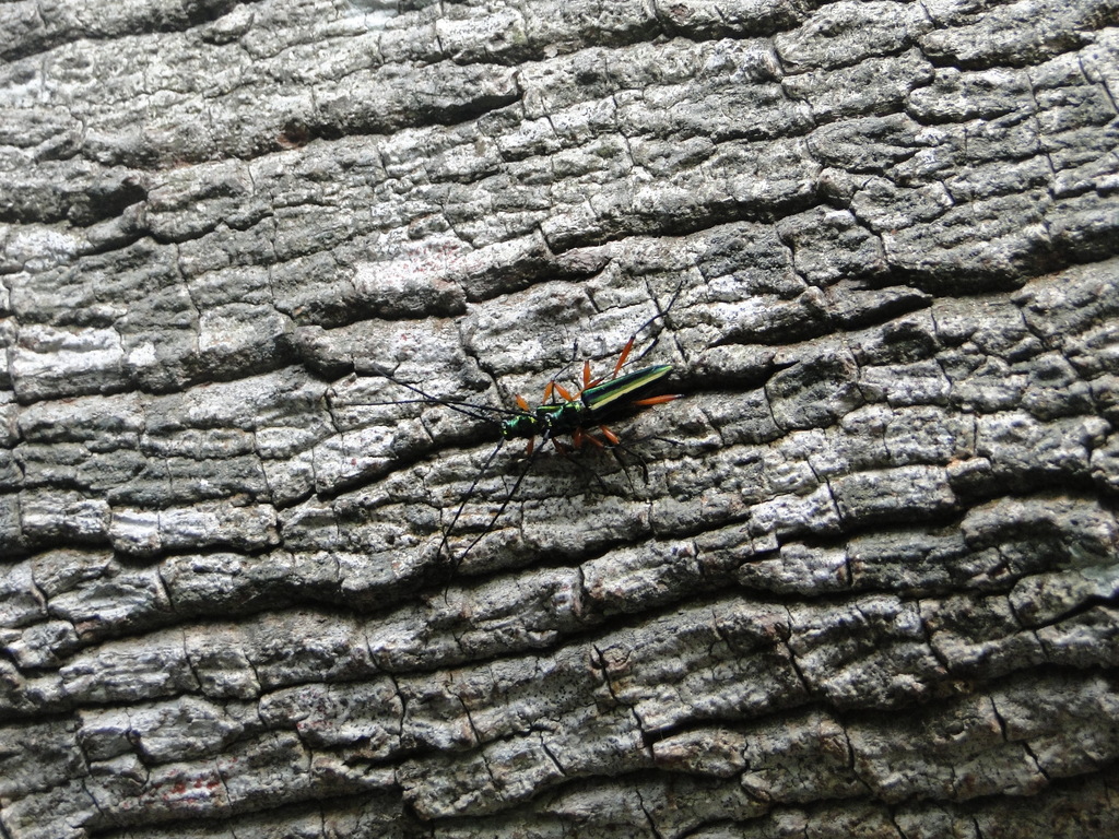 Longhorn beetle