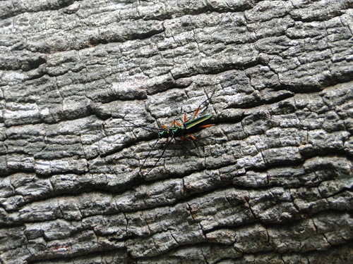 Longhorn beetle