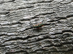 Mionochroma vittatum