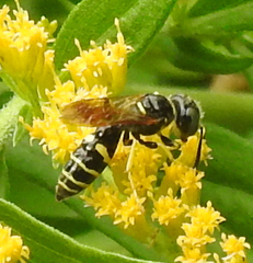 Philanthus lepidus