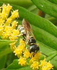 Philanthus lepidus