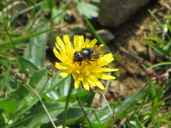 Cheilosia canicularis
