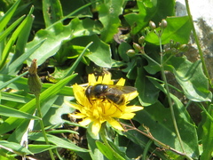 Cheilosia canicularis