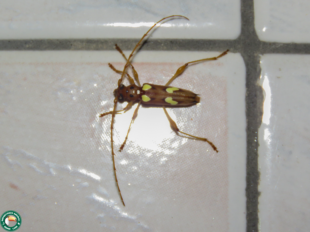 Longhorn Beetle