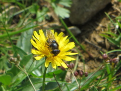 Cheilosia canicularis