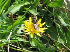 Cheilosia canicularis