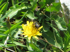 Cheilosia canicularis