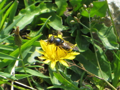 Cheilosia canicularis