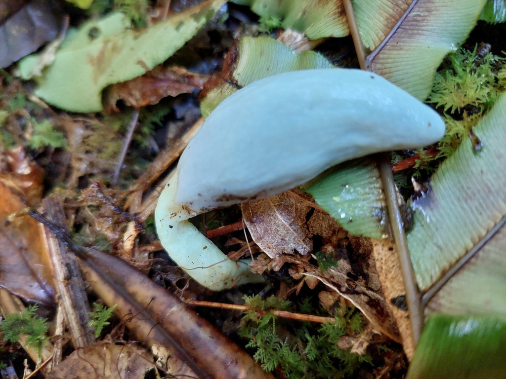Clavogaster virescens · April 2025 · photo: © catchwords (iNaturalist, cc-by)