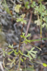Ranunculus gmelinii