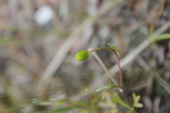 Ranunculus gmelinii