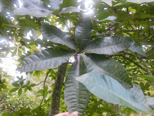 Image of Pachira glabra by (c) Ana Cristina Almeida, some rights reserved (CC BY-SA)