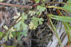 Ranunculus gmelinii