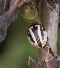 Zygogramma suturalis