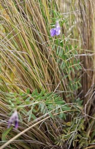 Image of Vicia andicola by (c) Diego Inclan, some rights reserved (CC BY)