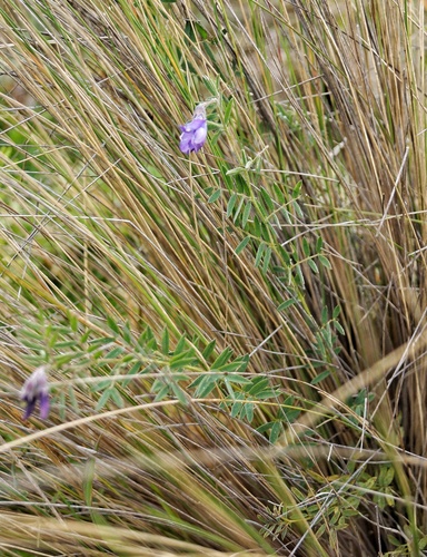 Image of Vicia andicola by (c) Diego Inclan, some rights reserved (CC BY)