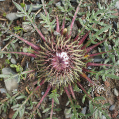 Jurinea moschus pinnatisecta