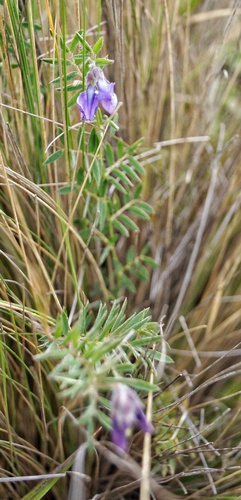 Image of Vicia andicola by (c) Diego Inclan, some rights reserved (CC BY)