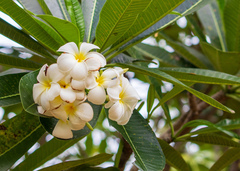 Plumeria obtusa