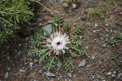 Jurinea moschus pinnatisecta