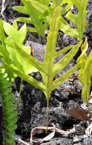 monarch fern