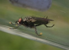 Sarcophaga crassimargo