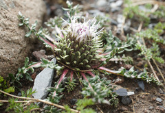 Jurinea moschus pinnatisecta