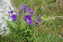 Primula amoena