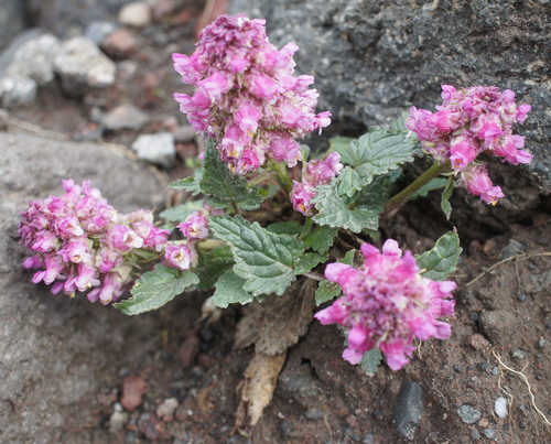 Scrophularia minima