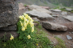 Corydalis emanueli