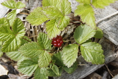 Rubus arcticus