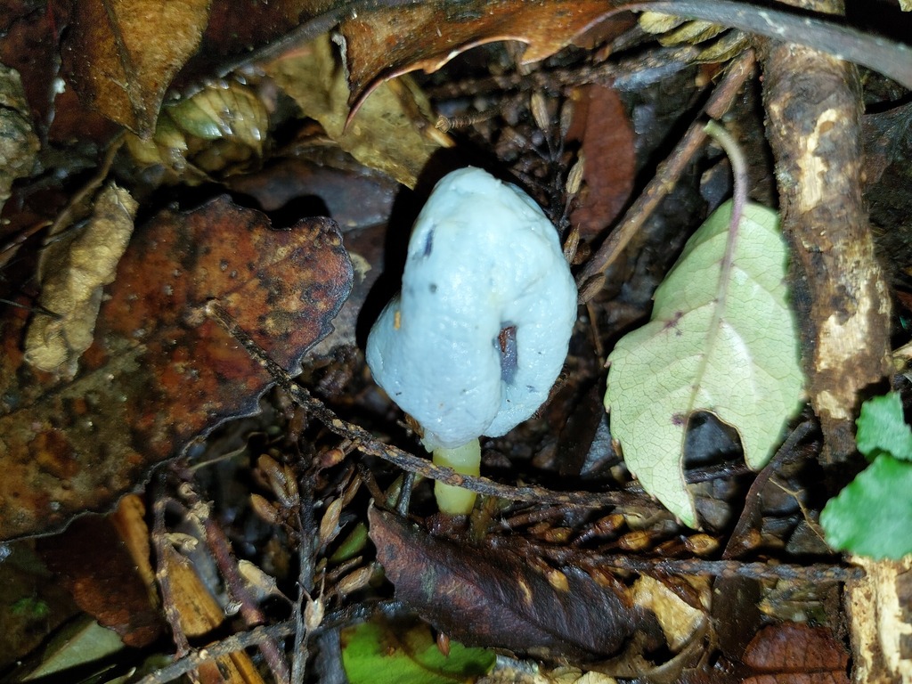 Clavogaster virescens · April 2025 · photo: © catchwords (iNaturalist, cc-by)