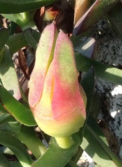 Carpobrotus edulis