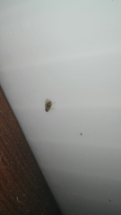Brachycera
