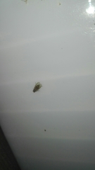 Brachycera