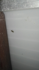 Brachycera