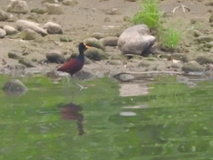 Jacana spinosa