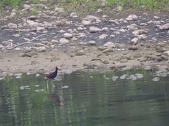 Jacana spinosa