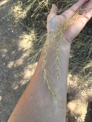 Elymus interruptus