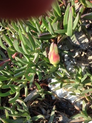Carpobrotus edulis