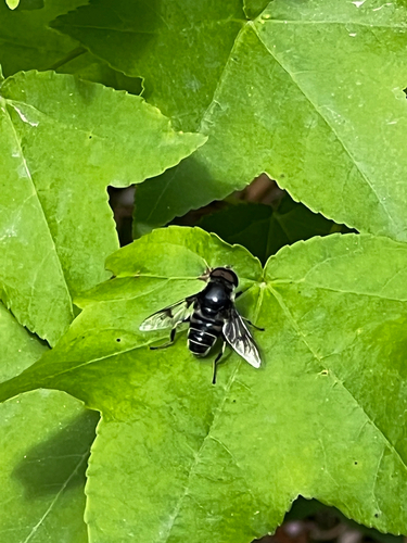 Blue-polished Drone Fly photo 4