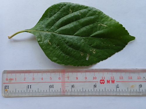 Callicarpa glabra iNat (1)