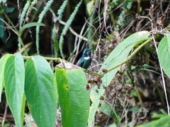 Schistes albogularis