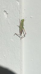 Syrbula admirabilis