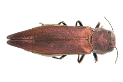 Agrilus sinuatus