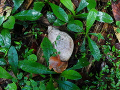 Megalobulimus popelairianus